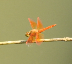 Brachythemis contaminata