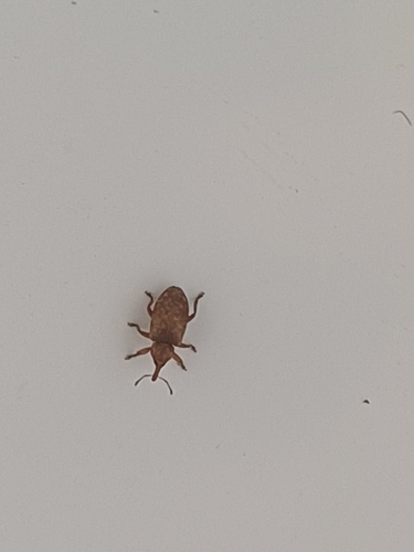 Dorytomus nebulosus