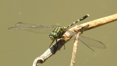 Orthetrum serapia