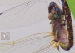 Odonata