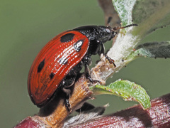 Gonioctena linnaeana