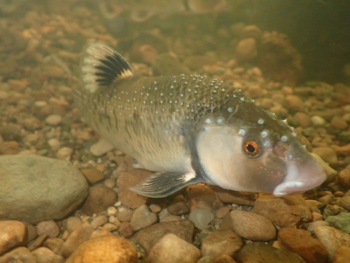Central stoneroller (Campostoma anomalum) — Cyprinidae