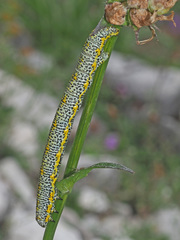 Lycia alpina