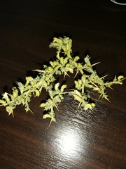 Melolobium microphyllum