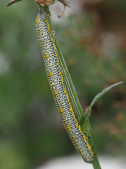 Lycia alpina