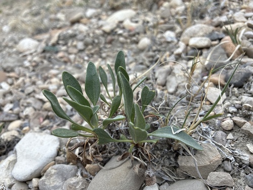 Basindaisy (Platyschkuhria integrifolia)