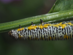 Lycia alpina