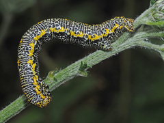 Lycia alpina