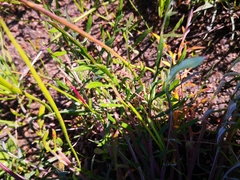 Arctotheca forbesiana