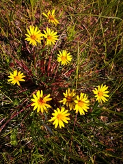 Arctotheca forbesiana