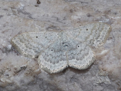 Scopula incanata