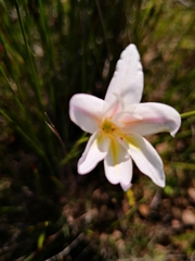 Gladiolus trichonemifolius
