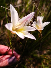 Gladiolus trichonemifolius