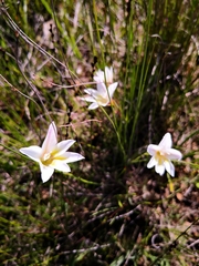 Gladiolus trichonemifolius