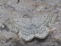 Scopula incanata