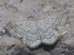 Scopula incanata