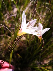 Gladiolus trichonemifolius