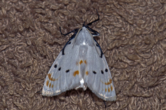 Brihaspa atrostigmella