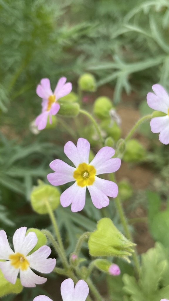 Primula filchnerae