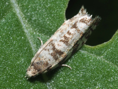 Epinotia tedella