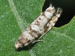 Epinotia tedella