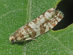 Epinotia tedella