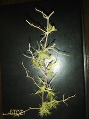 Asparagus