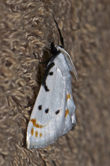 Brihaspa atrostigmella