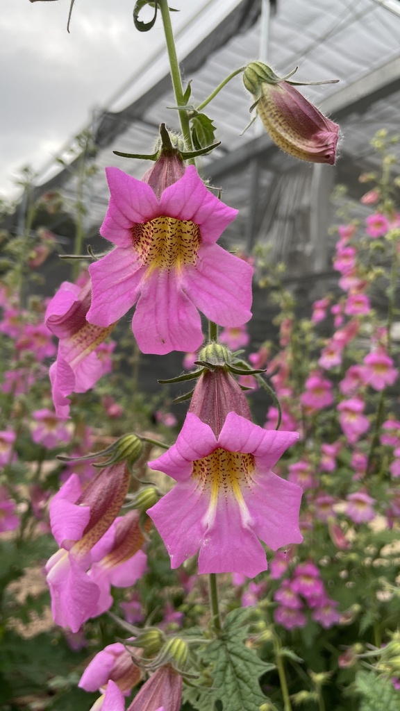 Rehmannia piasezkii
