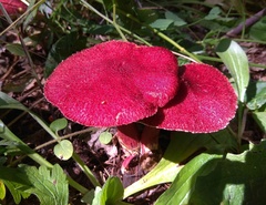 Suillus asiaticus
