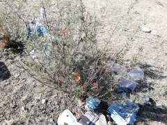 Asparagus