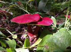 Suillus asiaticus