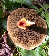 Suillus asiaticus