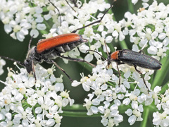 Anastrangalia dubia