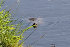 Mauremys leprosa leprosa