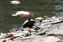 Mauremys leprosa leprosa