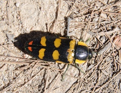 Temognatha regia
