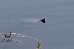 Mauremys leprosa leprosa