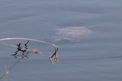 Mauremys leprosa leprosa