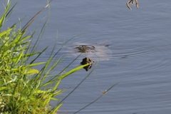 Mauremys leprosa leprosa