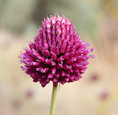 Allium sphaerocephalon
