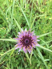 Tragopogon porrifolius porrifolius