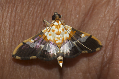 Aetholix flavibasalis