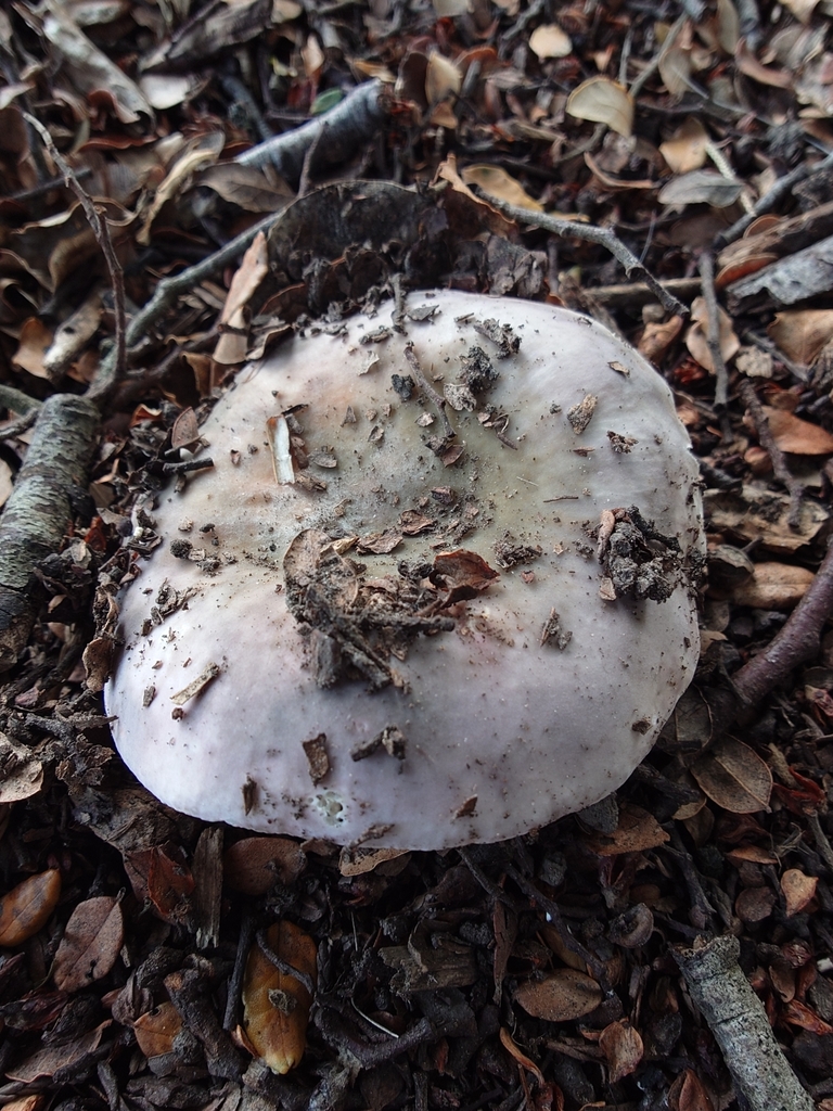 Russula ionochlora · April 2025 · photo: © bythepark (iNaturalist, cc-by-nc)