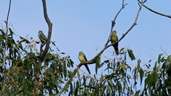 Neophema chrysostoma