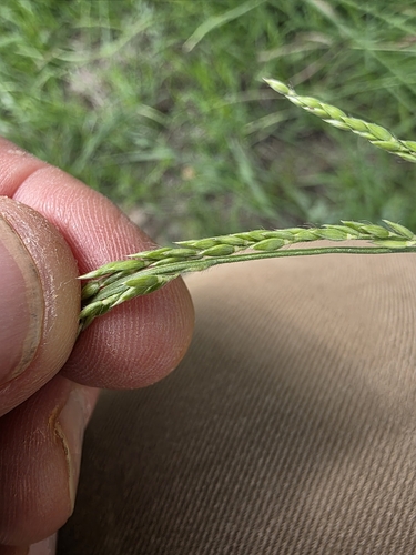 Image of Eriochloa acuminata by (c) Cleveland Powell, some rights reserved (CC BY)