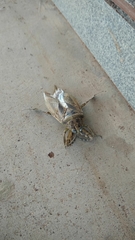 Lethocerus medius