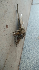 Lethocerus medius