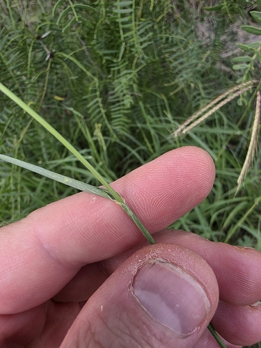 Image of Eriochloa acuminata by (c) Cleveland Powell, some rights reserved (CC BY)