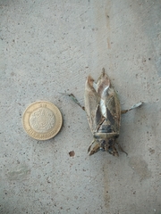 Lethocerus medius